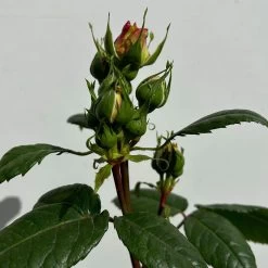 Duftende Edelrose 'Augusta Luise®', Rose-aprikot, Doppelbogen, Topf 10 Liter 17 Duftende Edelrose 'Augusta Luise®', Rose-aprikot, Doppelbogen, Topf 10 Liter -Gartenbedarf Verkäufe 0460850656 rose augusta luise doppelbogen 3 123900