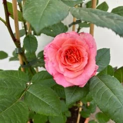 Duftende Edelrose 'Augusta Luise®', Rose-aprikot, Doppelbogen, Topf 10 Liter 19 Duftende Edelrose 'Augusta Luise®', Rose-aprikot, Doppelbogen, Topf 10 Liter -Gartenbedarf Verkäufe 0460850656 rose augusta luise doppelbogen 9 123902