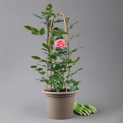 Duftende Edelrose 'Augusta Luise®', Rose-aprikot, Doppelbogen, Topf 10 Liter