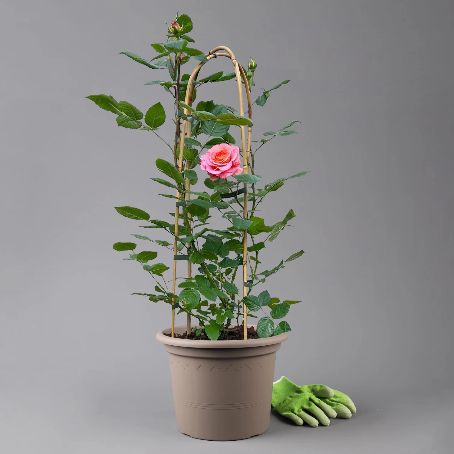 Duftende Edelrose 'Augusta Luise®', Rose-aprikot, Doppelbogen, Topf 10 Liter 1 Duftende Edelrose 'Augusta Luise®', Rose-aprikot, Doppelbogen, Topf 10 Liter