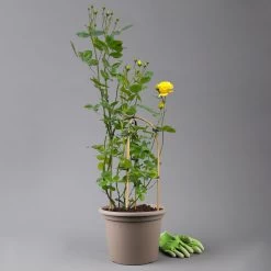 Beetrose 'Yellow Meilove®', Hellgelb, Doppelbogen, Topf 7,5 Liter