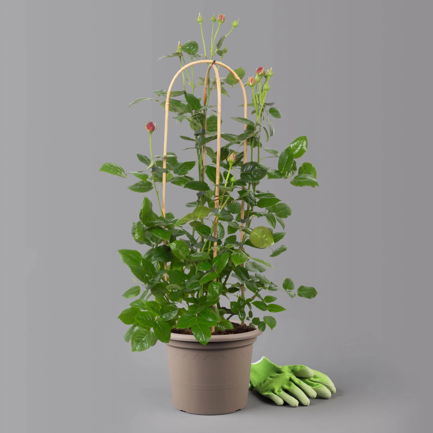 Duftende Edelrose 'Comeback'®, Rosa Bis Hellrosa, Doppelbogen, Topf 7,5 Liter 2 Duftende Edelrose 'Comeback'®, Rosa Bis Hellrosa, Doppelbogen, Topf 7,5 Liter – Bild 2