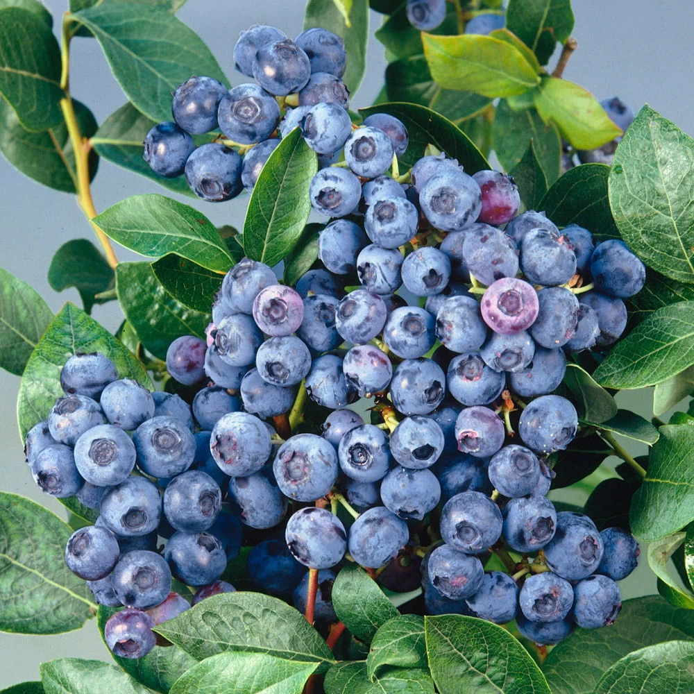 Heidelbeere 'Bluecrop', 4er-Set, Höhe 40-60 Cm, Topf 5 Liter 1 Heidelbeere 'Bluecrop', 4er-Set, Höhe 40-60 Cm, Topf 5 Liter