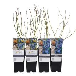 Heidelbeeren 'Frühe Ernte', 4er-Set, Topf Je 2 Liter 9 Heidelbeeren 'Frühe Ernte', 4er-Set, Topf Je 2 Liter -Gartenbedarf Verkäufe 0480890240 Heidelbeeren DukeBluecrop fruehmittel Co WEB 89596