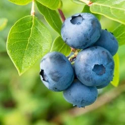 Heidelbeeren 'Klassiker', 4er-Set, Topf Je 2 Liter 8 Heidelbeeren 'Klassiker', 4er-Set, Topf Je 2 Liter -Gartenbedarf Verkäufe 0480890241 Heidelbeeren Patriot Goldtraube mittel spaet Co1 71917