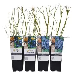 Heidelbeeren 'Klassiker', 4er-Set, Topf Je 2 Liter 9 Heidelbeeren 'Klassiker', 4er-Set, Topf Je 2 Liter -Gartenbedarf Verkäufe 0480890241 Heidelbeeren PatriotGoldtraube mittelspaet Co WEB 3 89597
