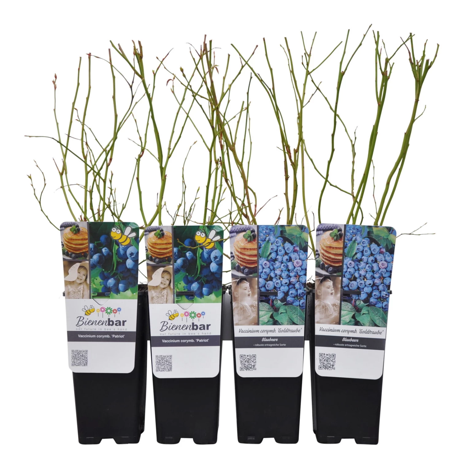 Heidelbeeren 'Klassiker', 4er-Set, Topf Je 2 Liter 4 Heidelbeeren 'Klassiker', 4er-Set, Topf Je 2 Liter – Bild 4