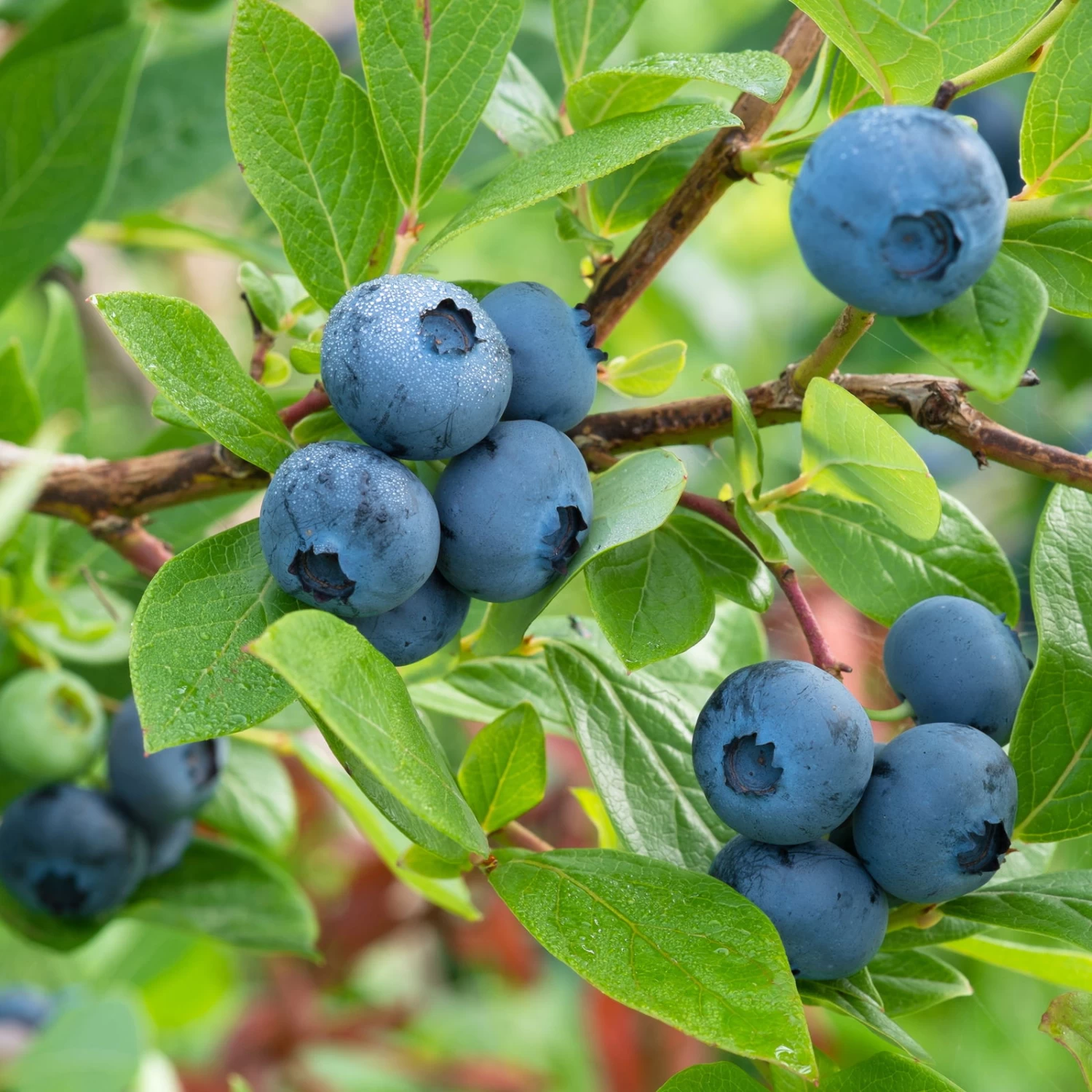Heidelbeere 'Northland', Höhe Ca. 30-40 Cm, Topf 23 Cm 1 Heidelbeere 'Northland', Höhe Ca. 30-40 Cm, Topf 23 Cm