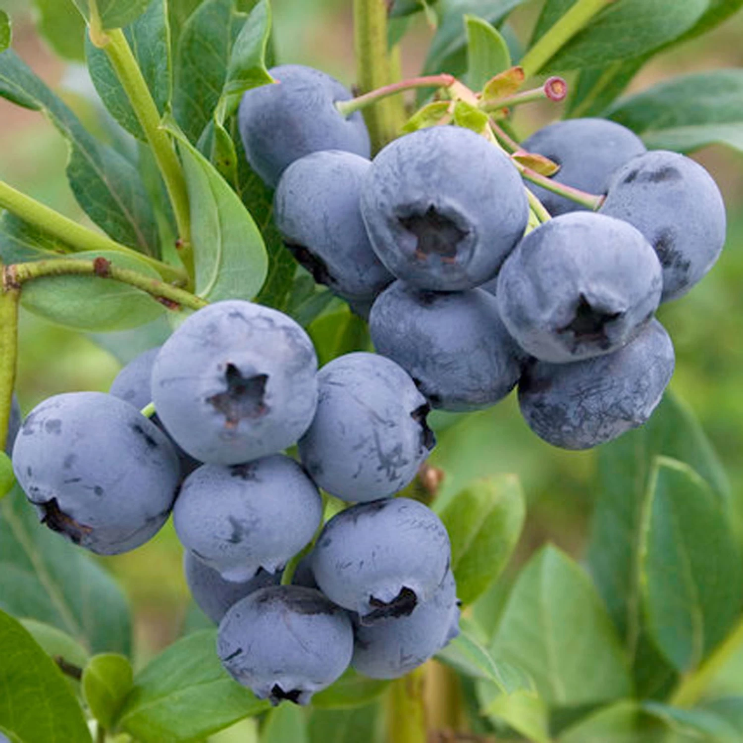 Heidelbeeren 'Reka'® + 'Goldtraube', 4er-Set, Topf Je 2 Liter 1 Heidelbeeren 'Reka'® + 'Goldtraube', 4er-Set, Topf Je 2 Liter