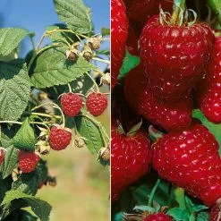 Herbsthimbeeren, Blissy® Autumn Bliss + Zefa 3, 4er-Set, Topf Je 2 Liter