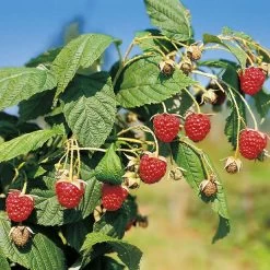 Herbsthimbeeren, Blissy® Autumn Bliss + Zefa 3, 4er-Set, Topf Je 2 Liter 8 Herbsthimbeeren, Blissy® Autumn Bliss + Zefa 3, 4er-Set, Topf Je 2 Liter -Gartenbedarf Verkäufe 0480900186 Herbst Himbeeren Autumn Bliss Zefa 3 Co2lt1 71911