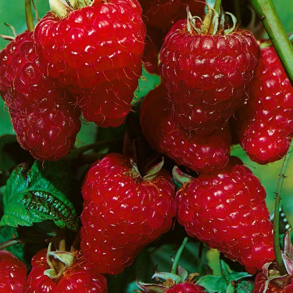 Herbsthimbeeren, Blissy® Autumn Bliss + Zefa 3, 4er-Set, Topf Je 2 Liter 2 Herbsthimbeeren, Blissy® Autumn Bliss + Zefa 3, 4er-Set, Topf Je 2 Liter – Bild 2