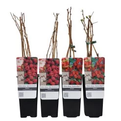Herbsthimbeeren, Blissy® Autumn Bliss + Zefa 3, 4er-Set, Topf Je 2 Liter 9 Herbsthimbeeren, Blissy® Autumn Bliss + Zefa 3, 4er-Set, Topf Je 2 Liter -Gartenbedarf Verkäufe 0480900186 Herbst Himbeeren Autumn BlissZefa 3 Co 2 lt WEB 4 89610