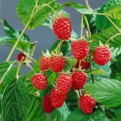 Sommer-/Herbsthimbeeren, 4er-Set, Höhe 35 Cm, Topf 2 Liter