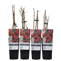Herbsthimbeeren, 'Blissy® Autumn Bliss' + 'Heritage', 4er-Set, Topf Je 2 Liter -Gartenbedarf Verkäufe 0480900203 Herbsthimbeeren Autumn Blis Heritage 4er Set Co 2 lt WEB 2 89622