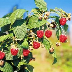 Herbsthimbeeren, 'Blissy® Autumn Bliss' + 'Heritage', 4er-Set, Topf Je 2 Liter -Gartenbedarf Verkäufe 0480900203 Herbsthimbeeren Autumn Bliss Heritage 4er Set1 76452