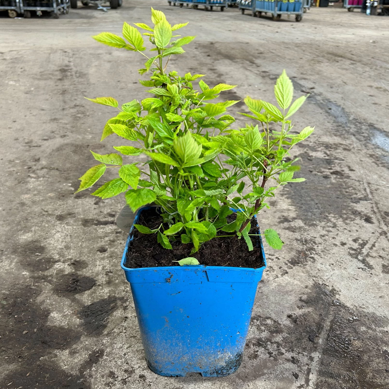 Zwerghimbeere Lowberry® Baby Dwarf®, 5 L Topf 2 Zwerghimbeere Lowberry® Baby Dwarf®, 5 L Topf – Bild 2