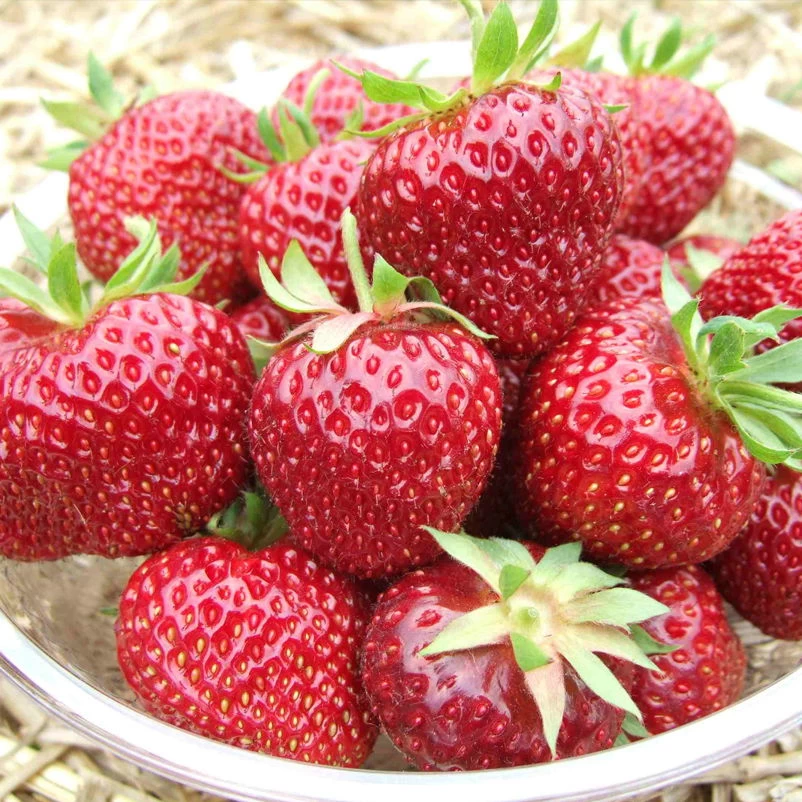 6er-Set Erdbeere Hummi® 'Aroma-Auslese', Je Im 9 Cm Topf 1 6er-Set Erdbeere Hummi® 'Aroma-Auslese', Je Im 9 Cm Topf