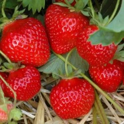 6er-Set Erdbeere Hummi® 'Gento', Je Im 9 Cm Topf