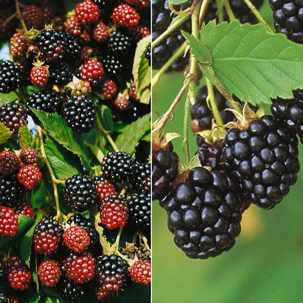 Brombeeren 'Navaho'® Arapaho(s) & 'Black Satin', 4er-Set, Topf Je 2 Liter 1 Brombeeren 'Navaho'® Arapaho(s) & 'Black Satin', 4er-Set, Topf Je 2 Liter
