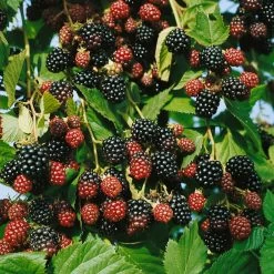 Brombeeren 'Navaho'® Arapaho(s) & 'Black Satin', 4er-Set, Topf Je 2 Liter 8 Brombeeren 'Navaho'® Arapaho(s) & 'Black Satin', 4er-Set, Topf Je 2 Liter -Gartenbedarf Verkäufe 0480920101 Brombeeren Navaho Black Satin 4er Set1 76456