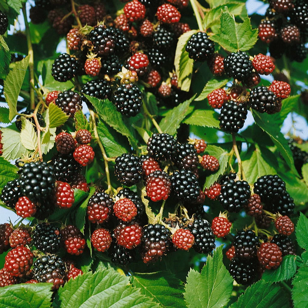 Brombeeren 'Navaho'® Arapaho(s) & 'Black Satin', 4er-Set, Topf Je 2 Liter 3 Brombeeren 'Navaho'® Arapaho(s) & 'Black Satin', 4er-Set, Topf Je 2 Liter – Bild 3