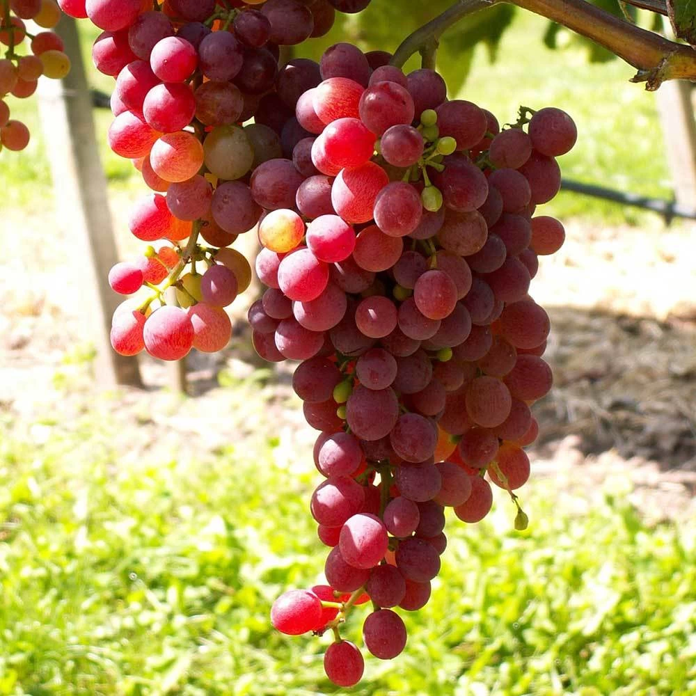 Kernlose Tafeltraube 'Vanessa®' 1 Kernlose Tafeltraube 'Vanessa®'