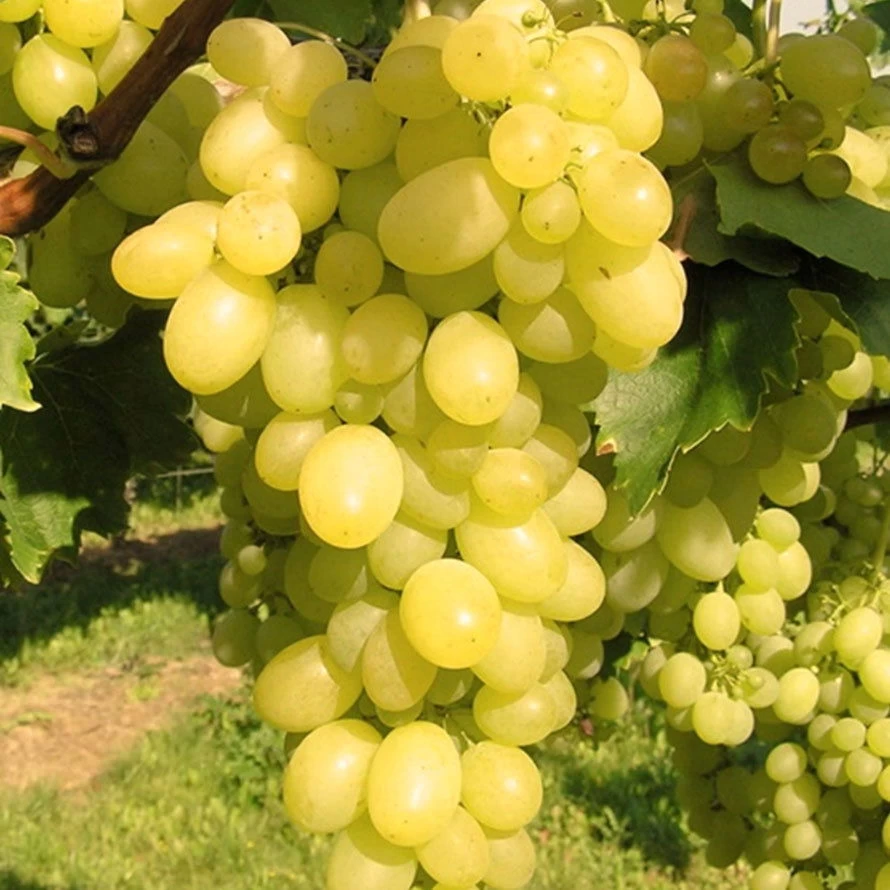 Kernlose Tafeltraube 'Carina' 1 Kernlose Tafeltraube 'Carina'