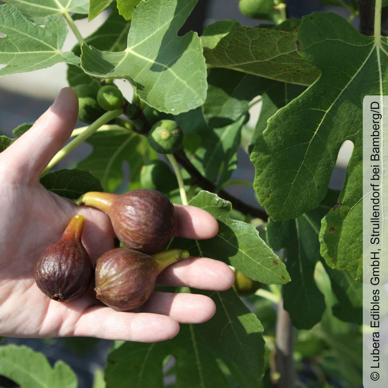 Feige 'Gustis® Morena', Busch, Topf 5 Liter 2 Feige 'Gustis® Morena', Busch, Topf 5 Liter – Bild 2