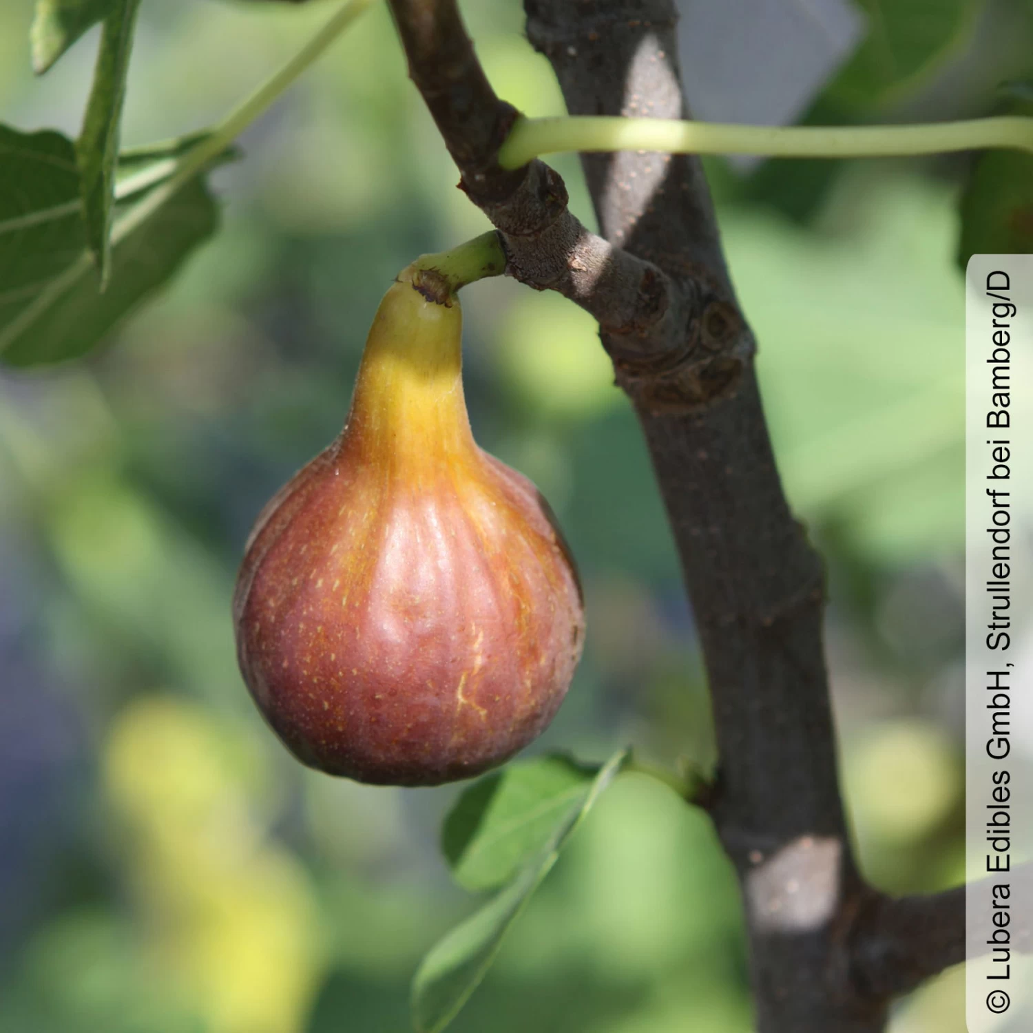 Feige 'Gustis® Morena', Busch, Topf 5 Liter 1 Feige 'Gustis® Morena', Busch, Topf 5 Liter