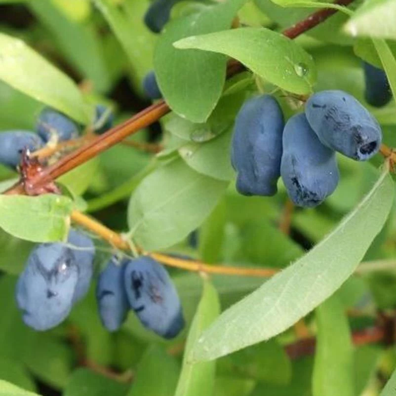 4er-Set Sibirische Blaubeere MyBerry® 'Bee' (Lonicera Kamtschatica), Höhe 25-30 Cm, Im 3 Liter Topf 1 4er-Set Sibirische Blaubeere MyBerry® 'Bee' (Lonicera Kamtschatica), Höhe 25-30 Cm, Im 3 Liter Topf