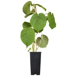 Grünfruchtige Kiwi 'Hayward', 2er-Set, Topf 15 Cm Ø 10 Grünfruchtige Kiwi 'Hayward', 2er-Set, Topf 15 Cm Ø -Gartenbedarf Verkäufe 0480960140 0480960141 0480960142 Golden Kiwi Altas 87663