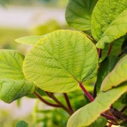 Grünfruchtige Kiwi 'Hayward', 2er-Set, Topf 15 Cm Ø 11 Grünfruchtige Kiwi 'Hayward', 2er-Set, Topf 15 Cm Ø -Gartenbedarf Verkäufe 0480960141 0480960142 Hayward 87665