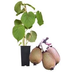 Grünfruchtige Kiwi 'Hayward', 2er-Set, Topf 15 Cm Ø 9 Grünfruchtige Kiwi 'Hayward', 2er-Set, Topf 15 Cm Ø -Gartenbedarf Verkäufe 0480960141 Kiwi Hayward Set inkl Befruchtersorte neu 88605