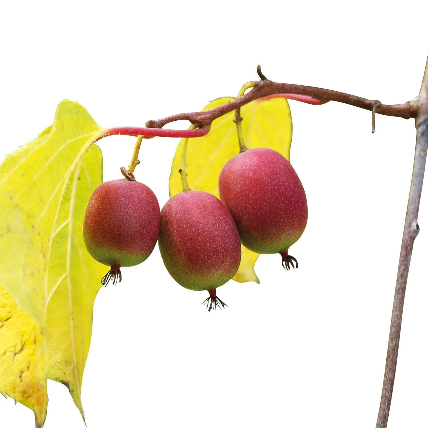 Weibliche Minikiwi 'Ken's Red', 2er-Set, Topf 15 Cm Ø 2 Weibliche Minikiwi 'Ken's Red', 2er-Set, Topf 15 Cm Ø – Bild 2