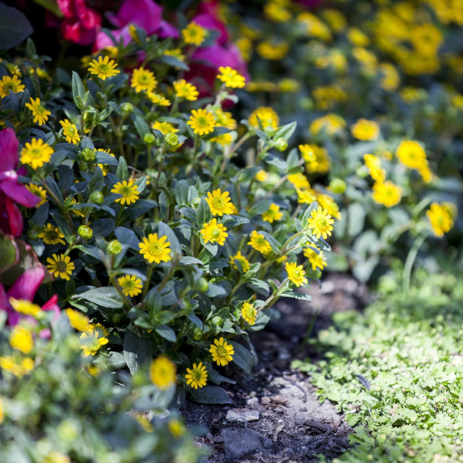 Husarenknöpfchen Gelb, Topf-Ø 12 Cm, 6er-Set 2 Husarenknöpfchen Gelb, Topf-Ø 12 Cm, 6er-Set – Bild 2