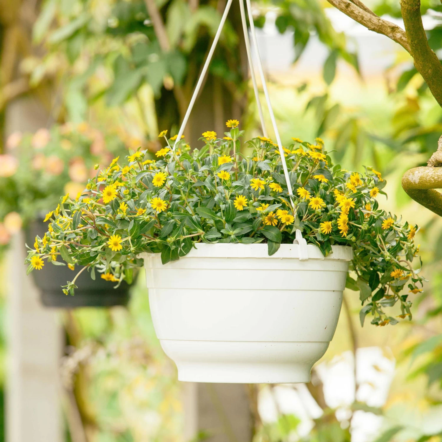 Husarenknöpfchen Gelb, Topf-Ø 12 Cm, 6er-Set 6 Husarenknöpfchen Gelb, Topf-Ø 12 Cm, 6er-Set – Bild 6