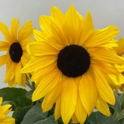 Sonnenblume 'Sunfinity'® Gelb, Topf-Ø 23 Cm 8 Sonnenblume 'Sunfinity'® Gelb, Topf-Ø 23 Cm -Gartenbedarf Verkäufe 0610103386 Helianthus T23 Sunfinity verzweigt 5 112579