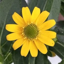 Husarenknöpfchen Gelb, Topf-Ø 12 Cm, 6er-Set 12 Husarenknöpfchen Gelb, Topf-Ø 12 Cm, 6er-Set -Gartenbedarf Verkäufe 0610103465 Sanvitalia procumbens T12 3er Set 9 78700