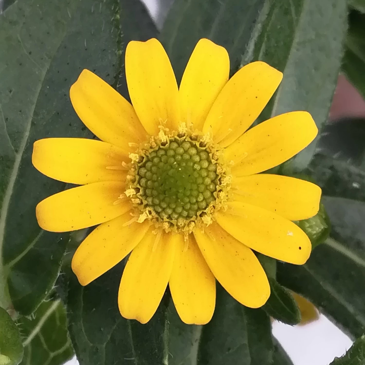 Husarenknöpfchen Gelb, Topf-Ø 12 Cm, 6er-Set 5 Husarenknöpfchen Gelb, Topf-Ø 12 Cm, 6er-Set – Bild 5