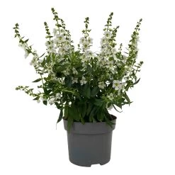 Angelonia Weiß, Topf-Ø 12 Cm, 6er-Set