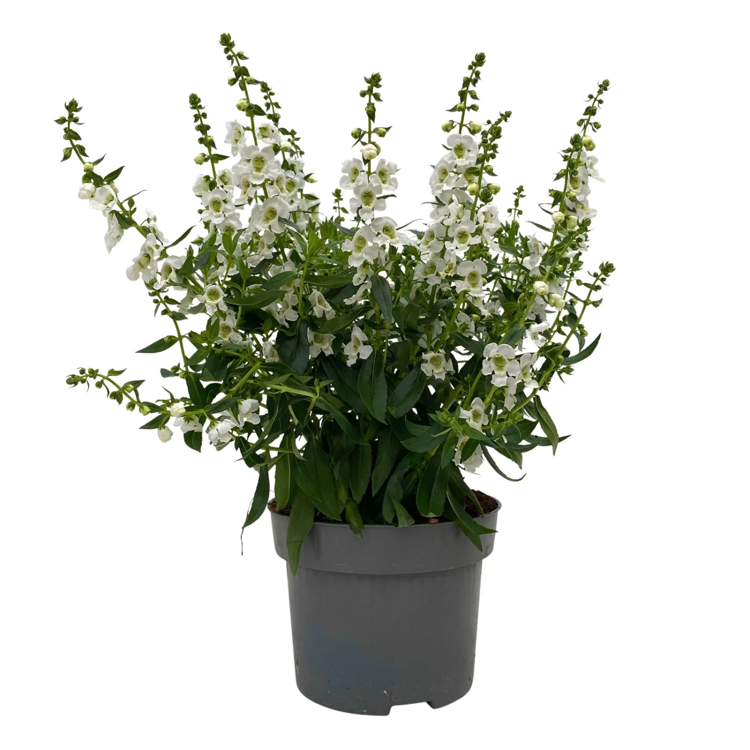 Angelonia Weiß, Topf-Ø 12 Cm, 6er-Set 1 Angelonia Weiß, Topf-Ø 12 Cm, 6er-Set