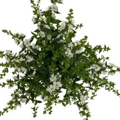 Angelonia Weiß, Topf-Ø 12 Cm, 6er-Set 8 Angelonia Weiß, Topf-Ø 12 Cm, 6er-Set -Gartenbedarf Verkäufe 0610103603 Angelonia T12 weiss 6er Set WS 5 95835