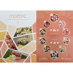 Kalanchoe 'Mozaic', Wechselfarbig, Topf-Ø 12 Cm, Höhe Ca. 22 Cm, 6er-Set -Gartenbedarf Verkäufe 0610103650 Outdoor Kalanchoe Mozaic wechselfarbig 6er Set 12 113797