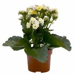 Kalanchoe 'Mozaic', Wechselfarbig, Topf-Ø 12 Cm, Höhe Ca. 22 Cm, 6er-Set -Gartenbedarf Verkäufe 0610103650 Outdoor Kalanchoe Mozaic wechselfarbig 6er Set 2 113821