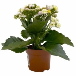 Kalanchoe 'Mozaic', Wechselfarbig, Topf-Ø 12 Cm, Höhe Ca. 22 Cm, 6er-Set -Gartenbedarf Verkäufe 0610103650 Outdoor Kalanchoe Mozaic wechselfarbig 6er Set 3 113822