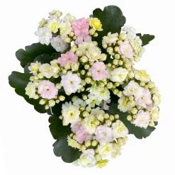 Kalanchoe 'Mozaic', Wechselfarbig, Topf-Ø 12 Cm, Höhe Ca. 22 Cm, 6er-Set -Gartenbedarf Verkäufe 0610103650 Outdoor Kalanchoe Mozaic wechselfarbig 6er Set 8 113824
