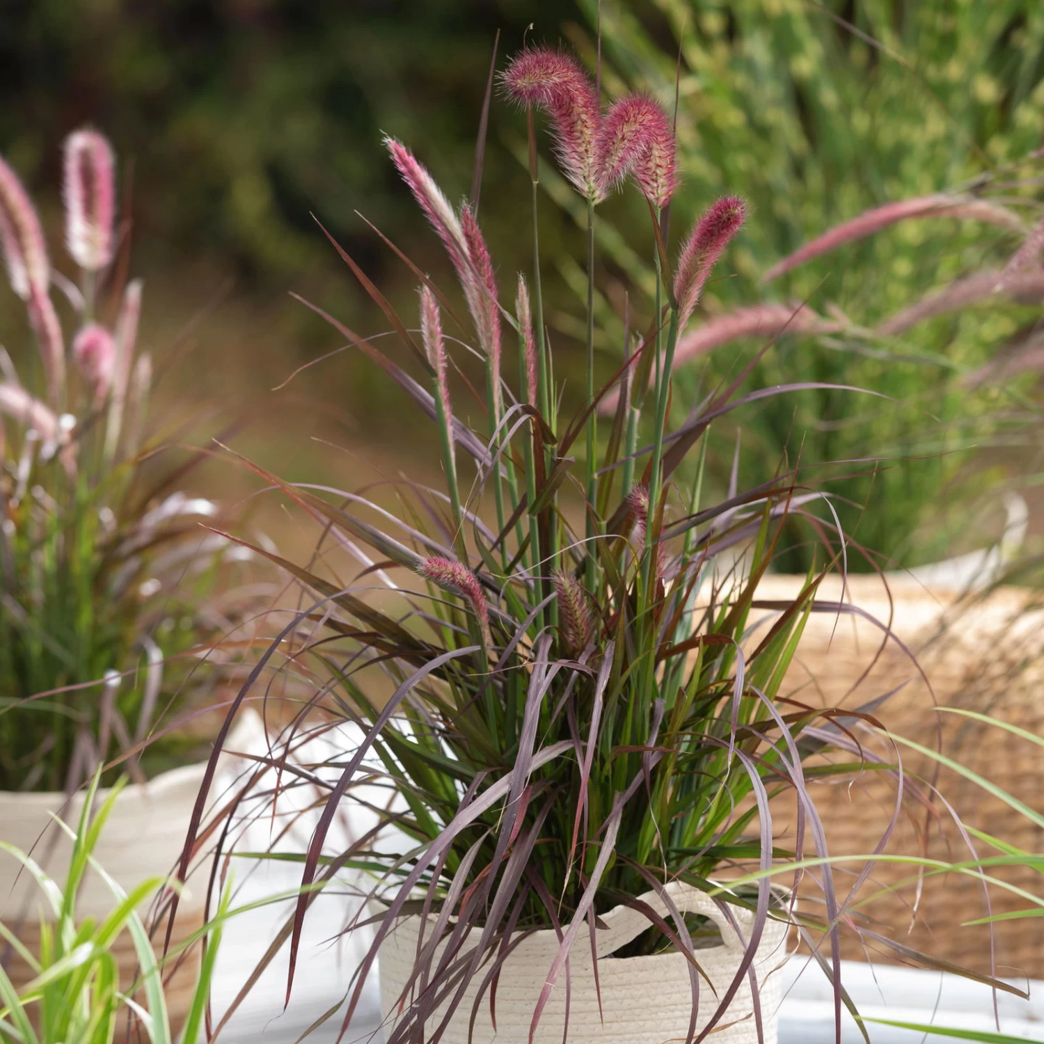 Rotes Lampenputzergras 'Rubrum', Topf-Ø 12 Cm, 3er-Set 2 Rotes Lampenputzergras 'Rubrum', Topf-Ø 12 Cm, 3er-Set – Bild 2