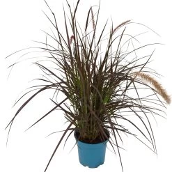 Rotes Lampenputzergras 'Rubrum' Rot, Einjährig, Topf-Ø 19 Cm, 2er-Set 11 Rotes Lampenputzergras 'Rubrum' Rot, Einjährig, Topf-Ø 19 Cm, 2er-Set -Gartenbedarf Verkäufe 0610180240 Pennisetum advena Rubrum T19 2er Set WS 2 94966