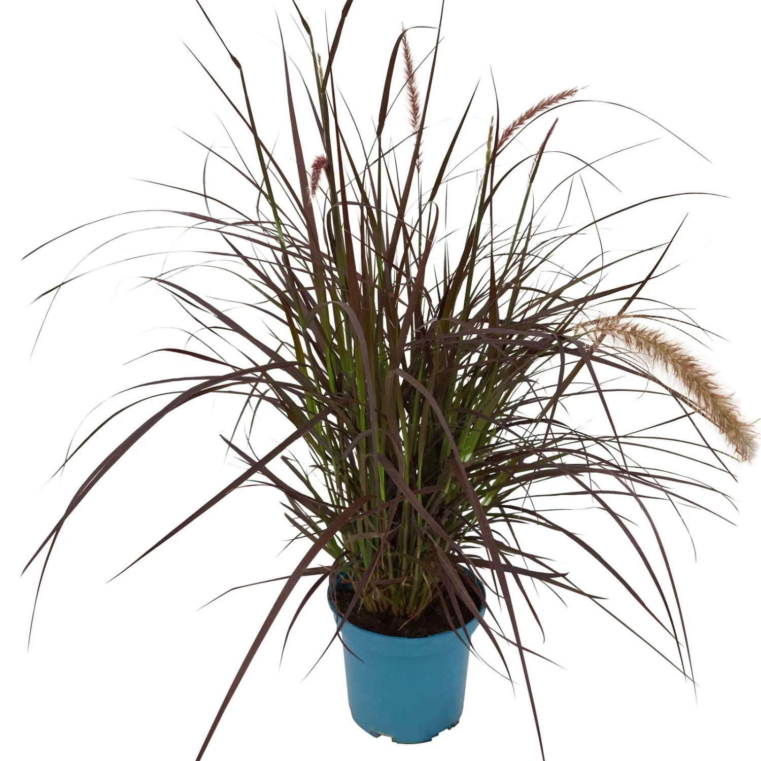 Rotes Lampenputzergras 'Rubrum' Rot, Einjährig, Topf-Ø 19 Cm, 2er-Set 3 Rotes Lampenputzergras 'Rubrum' Rot, Einjährig, Topf-Ø 19 Cm, 2er-Set – Bild 3